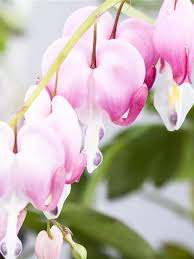 Image result for tränendes Herz