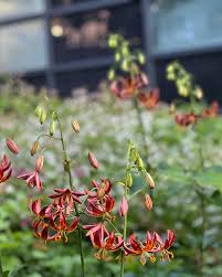 Image result for Lilium martagon `Arabian Night`