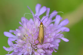 Attēlu rezultāti vaicājumam “Nemophora metallica”