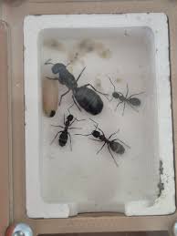 Attēlu rezultāti vaicājumam “Camponotus herculeanus”