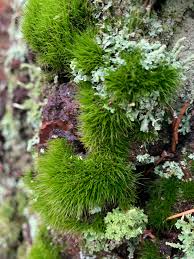 Attēlu rezultāti vaicājumam “Dicranales”