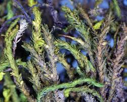 Attēlu rezultāti vaicājumam “Anomodon viticulosus”