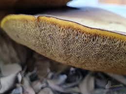 Attēlu rezultāti vaicājumam “Physarum pezizoideum stalked”