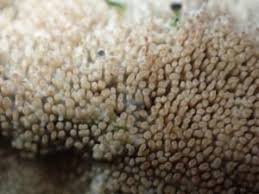 Attēlu rezultāti vaicājumam “Steccherinum fimbriatum”