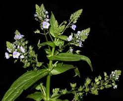 Attēlu rezultāti vaicājumam “Veronica anagallis-aquatica fruit”