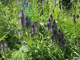 Attēlu rezultāti vaicājumam “Phyteuma spicatum fruit”