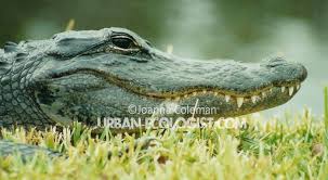 Image result for Alligator mississippiensis