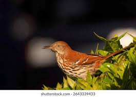 Image result for Toxostoma rufum