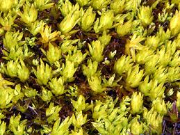 Attēlu rezultāti vaicājumam “Tortella inclinata”