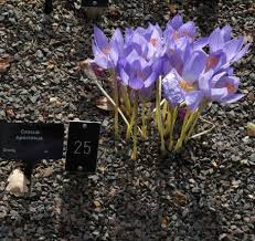 Attēlu rezultāti vaicājumam “Crocus speciosus flower”