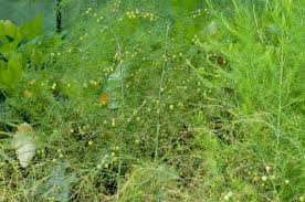 Attēlu rezultāti vaicājumam “Asparagus officinalis leaf”