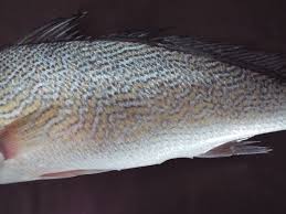 Image result for Umbrina cirrosa