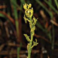 Attēlu rezultāti vaicājumam “Hammarbya paludosa flower”