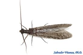 Attēlu rezultāti vaicājumam “Megaloptera”