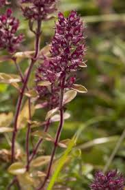 Attēlu rezultāti vaicājumam “Thymus pulegioides”