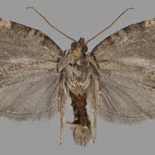 Attēlu rezultāti vaicājumam “Dichelia histrionana”