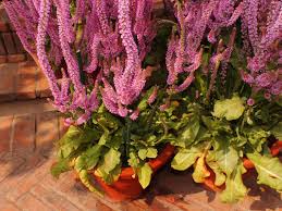 Attēlu rezultāti vaicājumam “Plumbaginaceae”