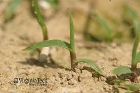 Attēlu rezultāti vaicājumam “Digitaria ischaemum”