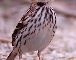 Image result for Anthus gustavi