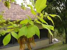 Attēlu rezultāti vaicājumam “Acer negundo”