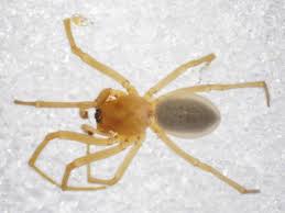 Attēlu rezultāti vaicājumam “Linyphiidae”