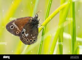 Attēlu rezultāti vaicājumam “Coenonympha tullia”
