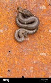 Attēlu rezultāti vaicājumam “Coronella austriaca adult”