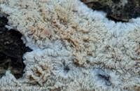 Attēlu rezultāti vaicājumam “Phlebia rufa”