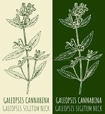 Image result for Galeopsis segetum