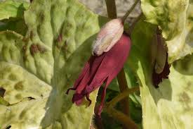 Attēlu rezultāti vaicājumam “Podophyllum hexandrum flower”