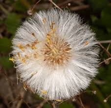 Attēlu rezultāti vaicājumam “Tussilago farfara bud”