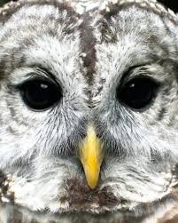 Attēlu rezultāti vaicājumam “Strigiformes”