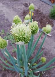 Résultat de recherche d'images pour "Allium fistulosum"