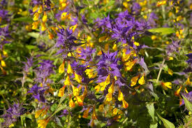Attēlu rezultāti vaicājumam “Melampyrum nemorosum flower”