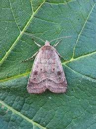 Attēlu rezultāti vaicājumam “Diarsia florida”