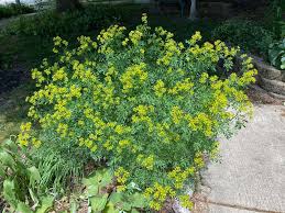 Image result for Ruta graveolens