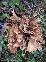 Image result for Podoscypha multizonata