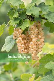 Attēlu rezultāti vaicājumam “Ribes rubrum fruit”