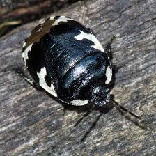 Attēlu rezultāti vaicājumam “Tritomegas bicolor”