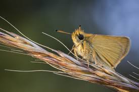 Attēlu rezultāti vaicājumam “Thymelicus lineola underside”