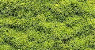 Attēlu rezultāti vaicājumam “moss”