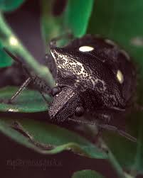 Attēlu rezultāti vaicājumam “Eurydema oleracea”