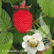 Attēlu rezultāti vaicājumam “Rubus illecebrosus fruit”