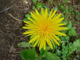 Attēlu rezultāti vaicājumam “Taraxacum officinale aggr. flower”