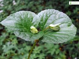 Attēlu rezultāti vaicājumam “Viola mirabilis leaf”