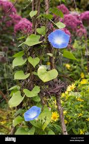 Image result for Ipomoea Heavenly Blue