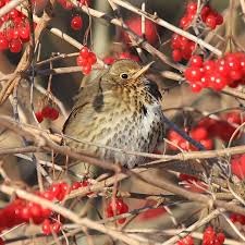 Attēlu rezultāti vaicājumam “Turdus philomelos juvenile”