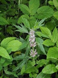 Image result for Leonurus cardiaca