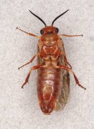 Attēlu rezultāti vaicājumam “Neodiprion sertifer”