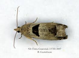 Attēlu rezultāti vaicājumam “Epinotia ramella”